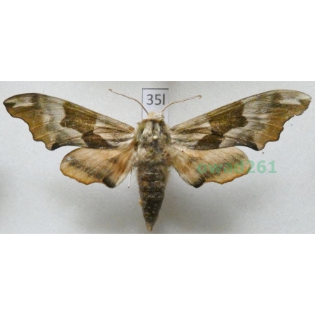 Mimas tiliae (Linnaeus, 1758) Poland35l